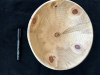 72  Monkey Puzzle Bowl Medium Size